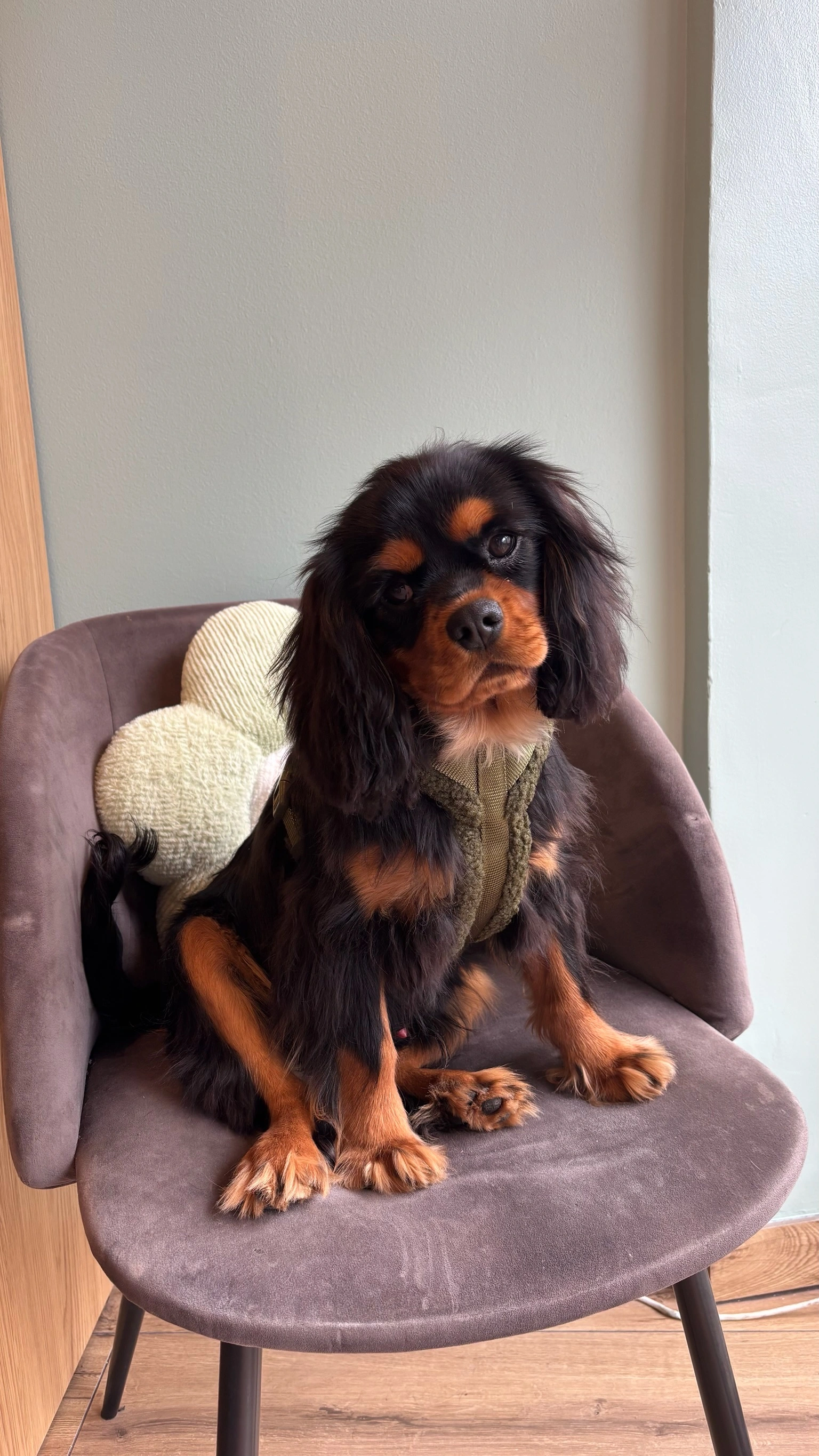 Apoo, cavalier kikng charles du salon